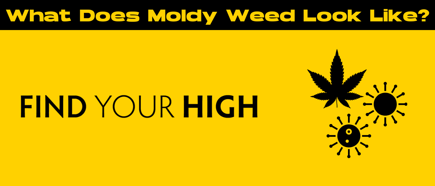 black and yellow banner image for what does mold look like on weed