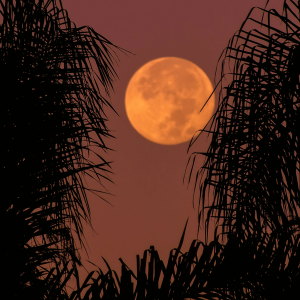 silhouette of plants under full moon