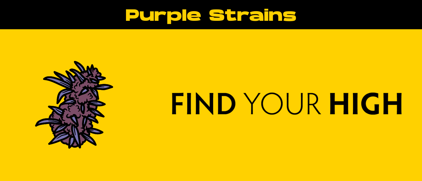 black and yellow banner image for purple strains of weed