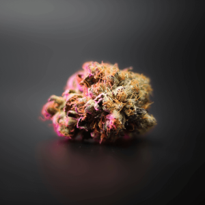 a weed nug illuminated by pink light
