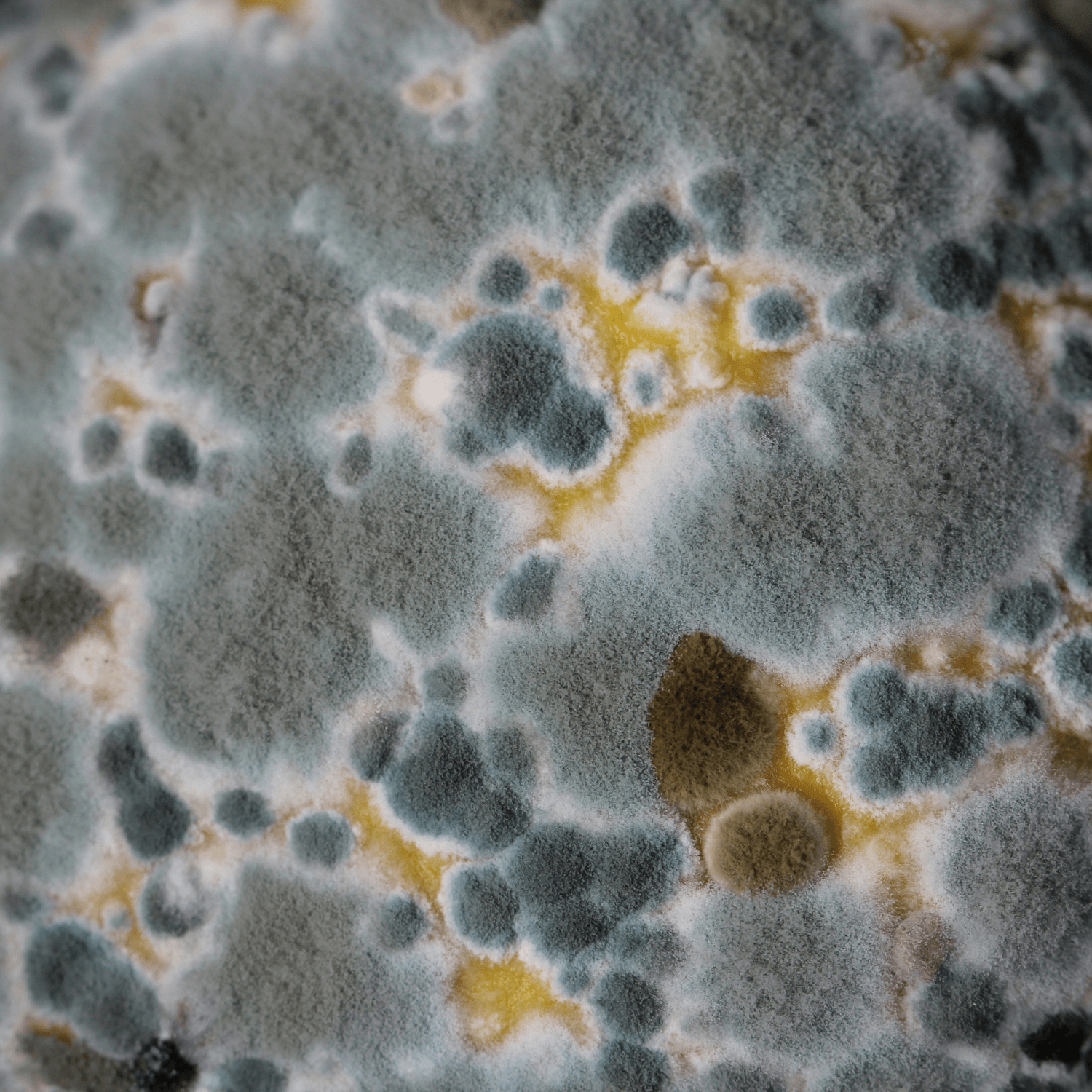 What Does Mold Look Like on Weed? A Closer Look