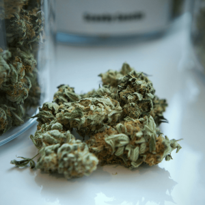 cannabis buds pictured next to a jar