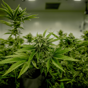 green cannabis plants in a grow room
