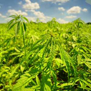 light green cannabis plants growing outdoors