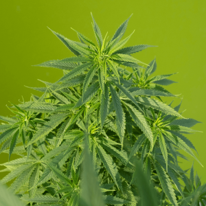 green cannabis leaves growing against a light green background