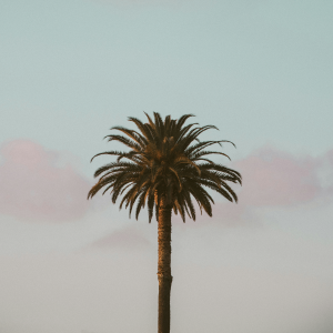 a green palm tree in front of a blue and pink sky
