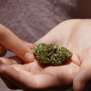 a person holding a large cannabis nug