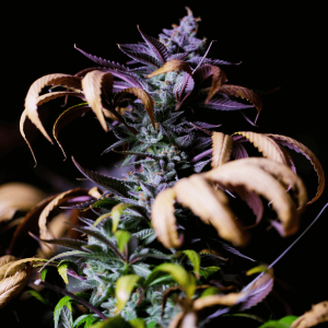green, brown, and purple weed plant