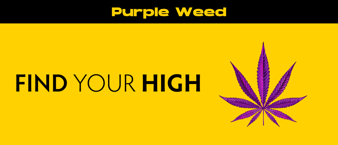 black and yellow banner image for purple weed blog