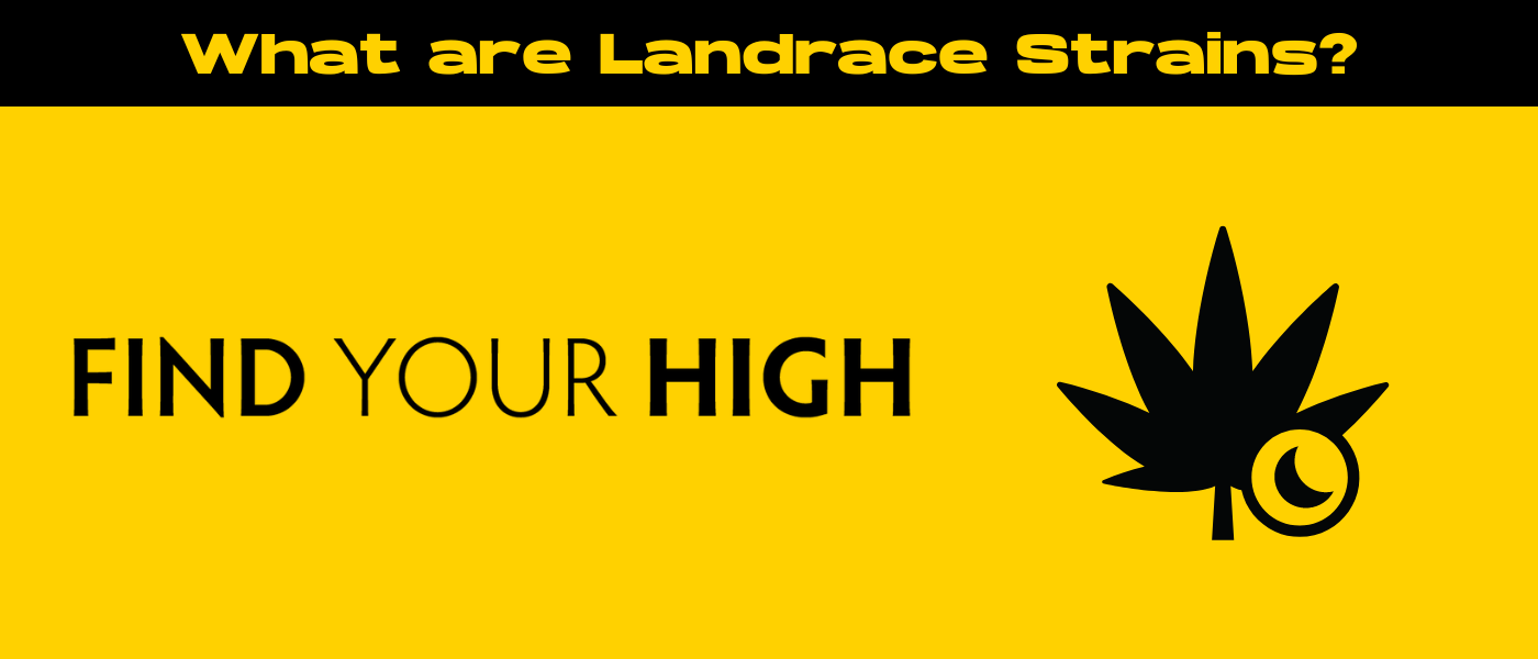 black and yellow banner image for landrace strains blog