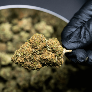 person wearing black gloves holding a cannabis nug