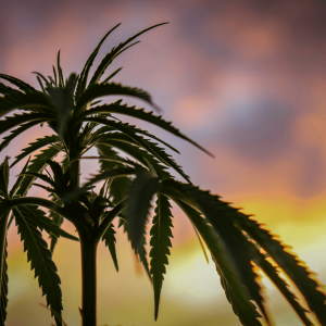 cannabis plant in front of a sunset sky