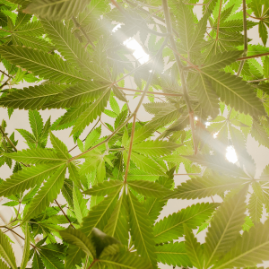 light shining through a cannabis plant