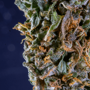 macro photography of a cannabis nug