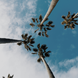 worms eyeview of palm trees