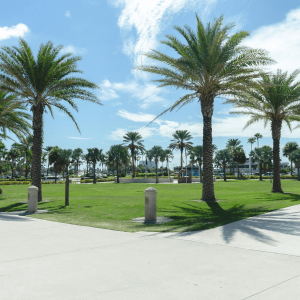 a park with palm trees