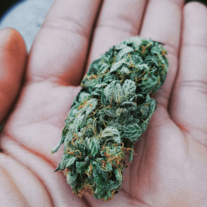 hand holding a cannabis nug