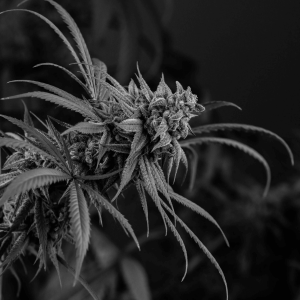 black and white image of a cannabis plant