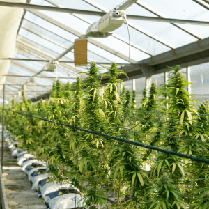 cannabis plants in a greenhouse