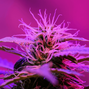 flowering cannabis plant under pink light