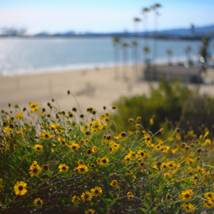 flowers growing next to a beach in Long Beach