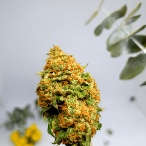 green and orange cannabis nug