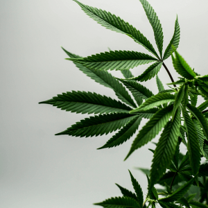 a green hemp plant against a white background