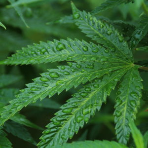 green hemp plant with water droplets