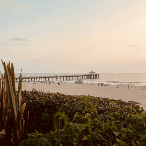 greenery with the manhattan beach pier in the distance