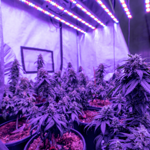 cannabis plants growing under neon light in a grow room