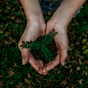 hands holding a green plant and soil
