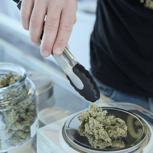 a person weighing out cannabis flower