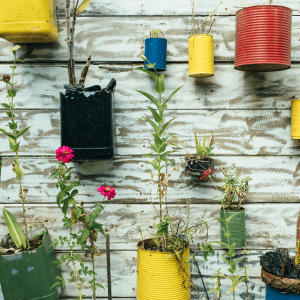 plants hanging on a wall