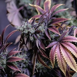 a purple cannabis plant