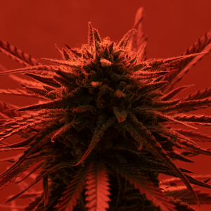 a cannabis plant in a red grow room