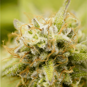 macro photography of trichomes on a cannabis bud