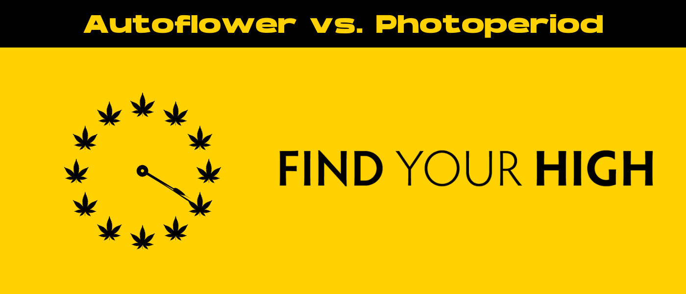 black and yellow banner image for autoflower vs photoperiod blog