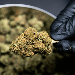 a person wearing a black glove holding a green and brown cannabis nug