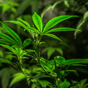 close up of a cannabis plant with bright green leaves