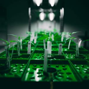 cannabis seedlings growing under lights