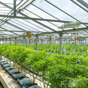 a large greenhouse filled with green cannabis plants