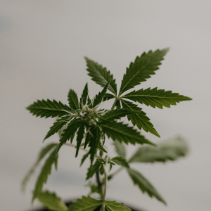 cannabis leaves against a white background