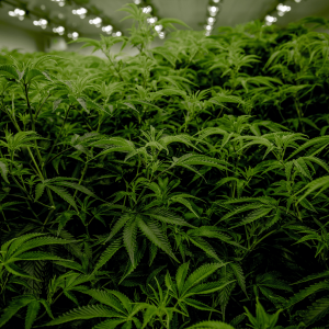 large cannabis plants in a grow room