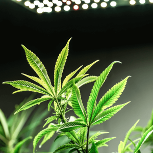 the top of a green cannabis plant under grow lights