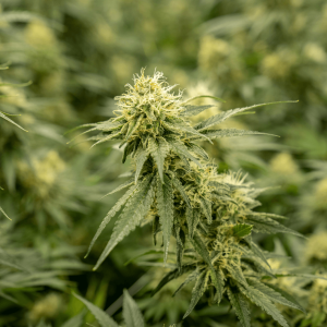 light green cannabis plants flowering