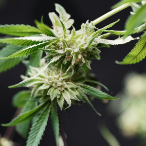 image of a cannabis bud with white trichomes