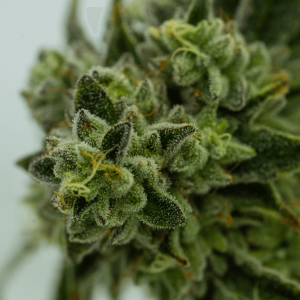 up close image of cannabis plant and trichomes