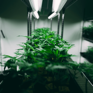 small green cannabis plants growing under lights