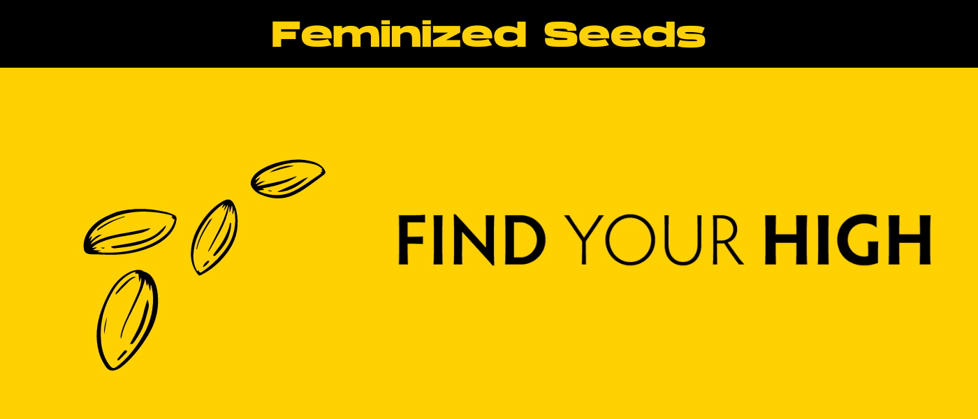 black and yellow banner image for feminized seeds blog