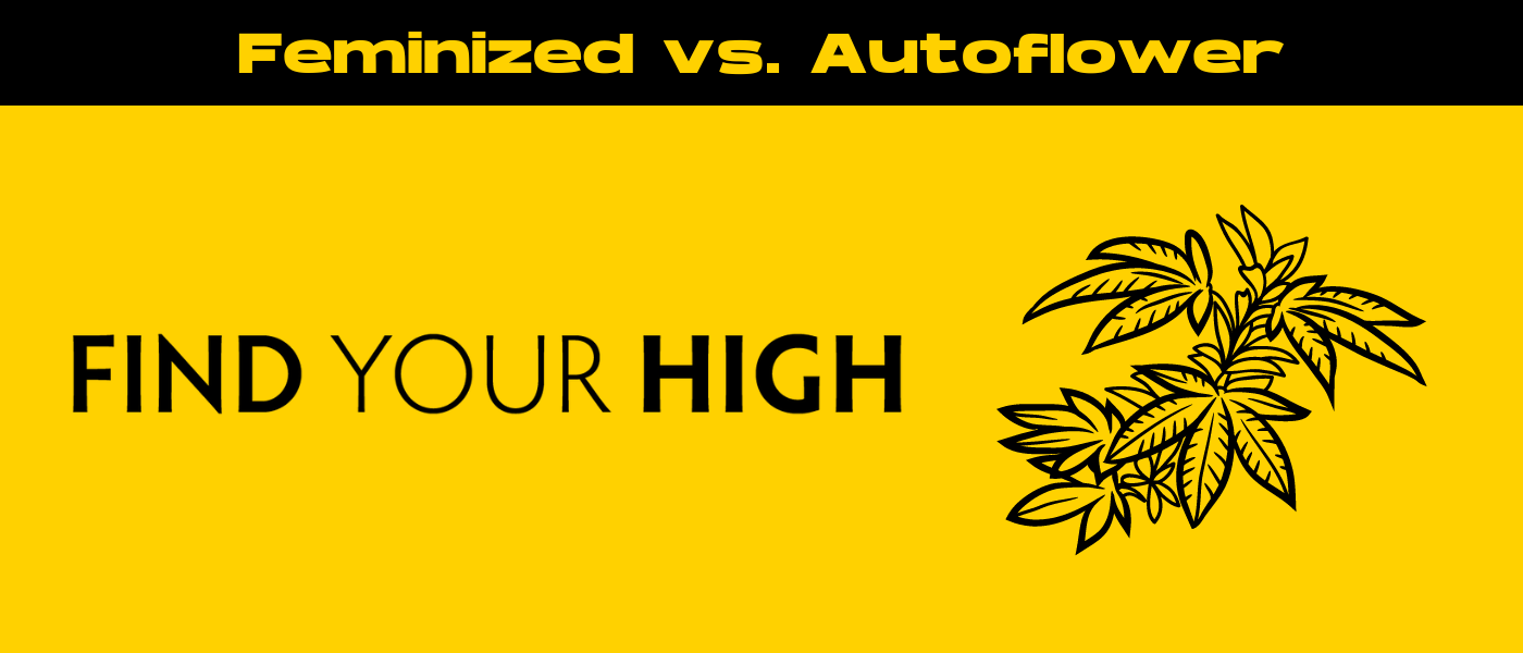 black and yellow banner image for feminized vs autoflower blog